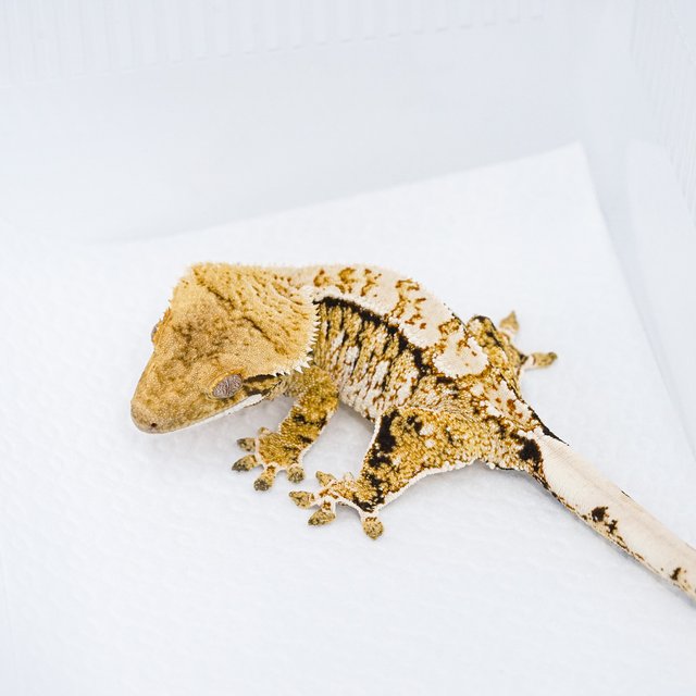 트라이 익스트림할리퀸