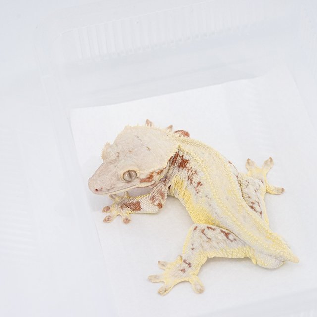 레드 릴리화이트