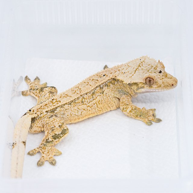 쿼드 핀스트라이프