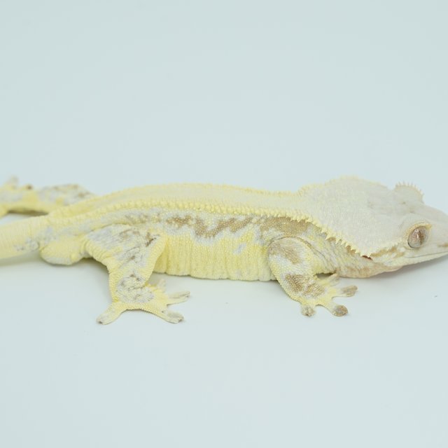 크림 릴리화이트