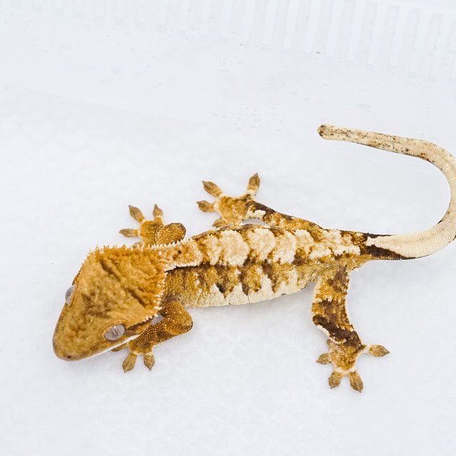 트라이 익스트림할리퀸