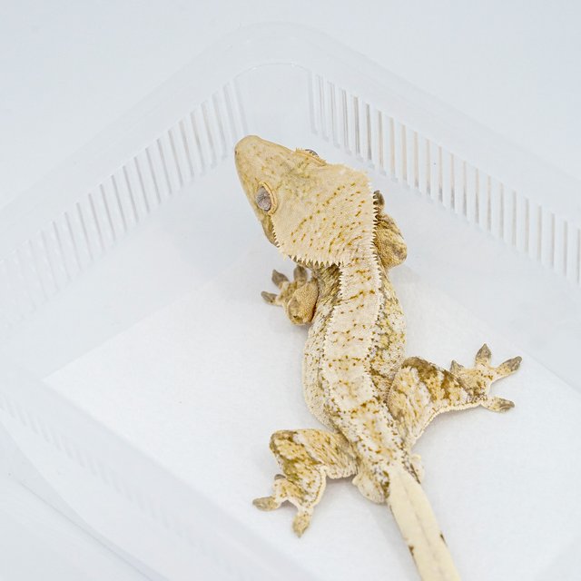 레드 트라이 익스트림할리퀸