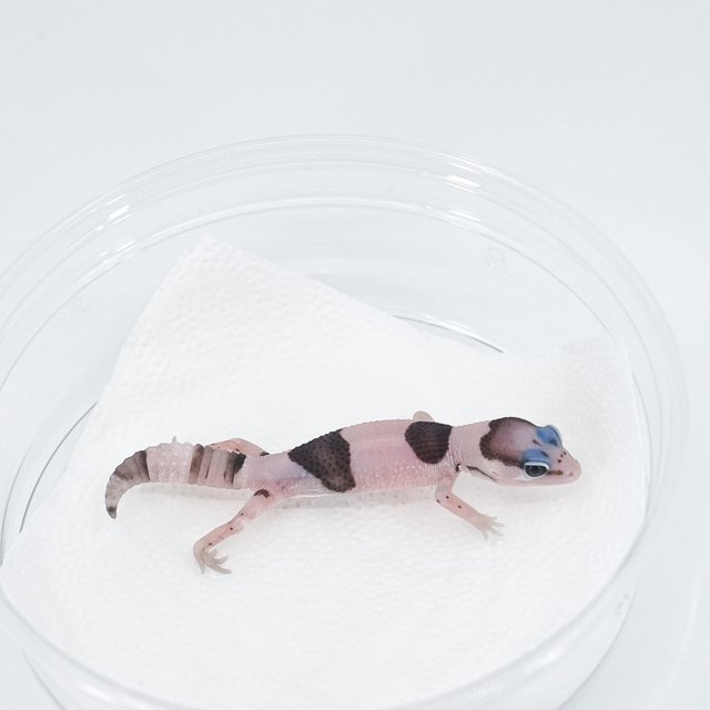 화이트아웃 오레오