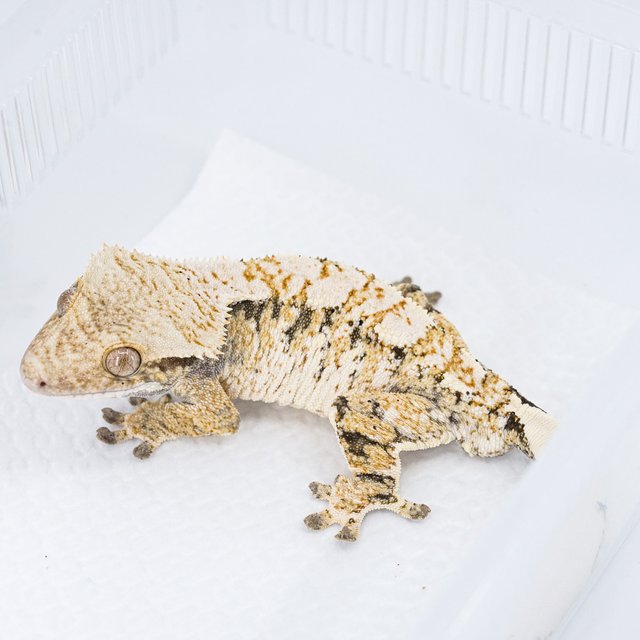 트라이 익스트림할리퀸