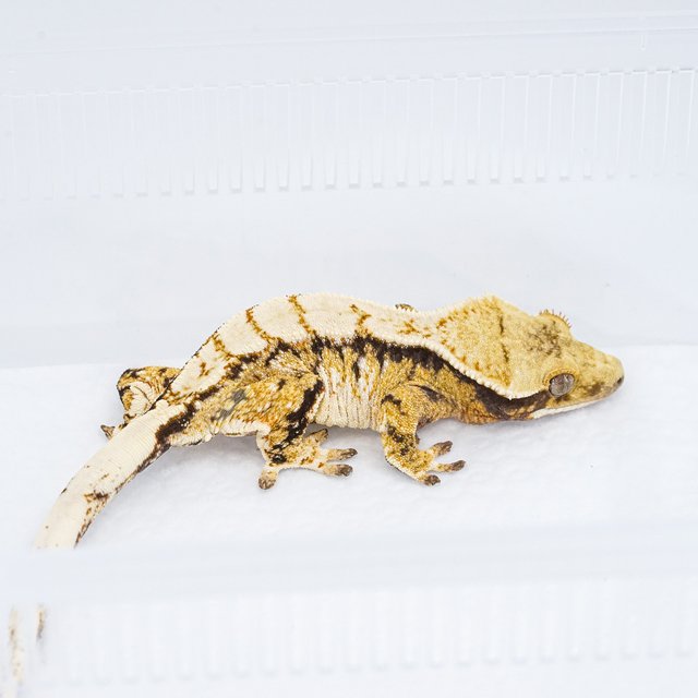 익스트림할리퀸