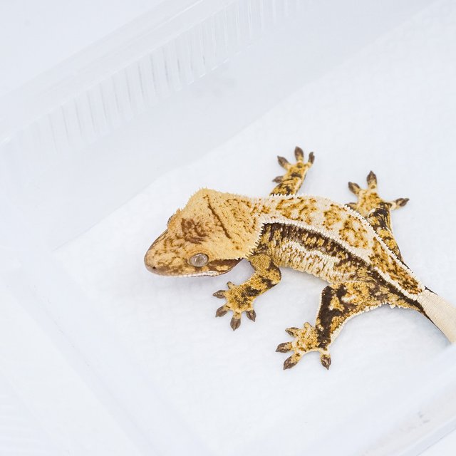 쿼드 핀스트라이프