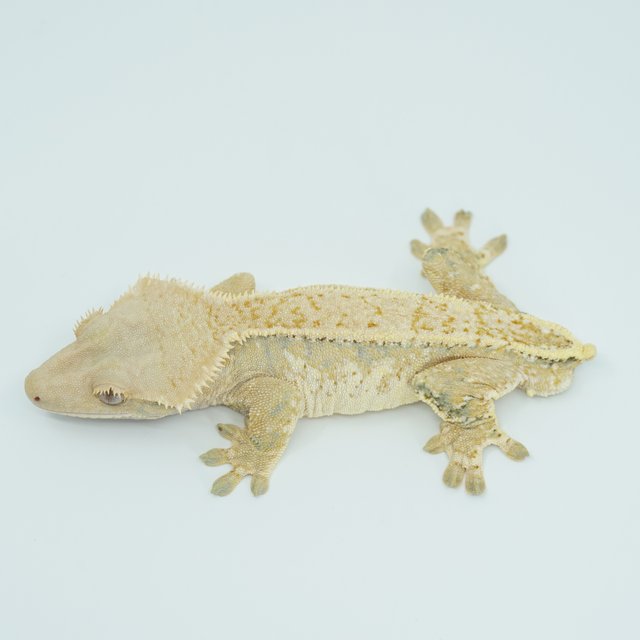 트라이 익스트림할리퀸