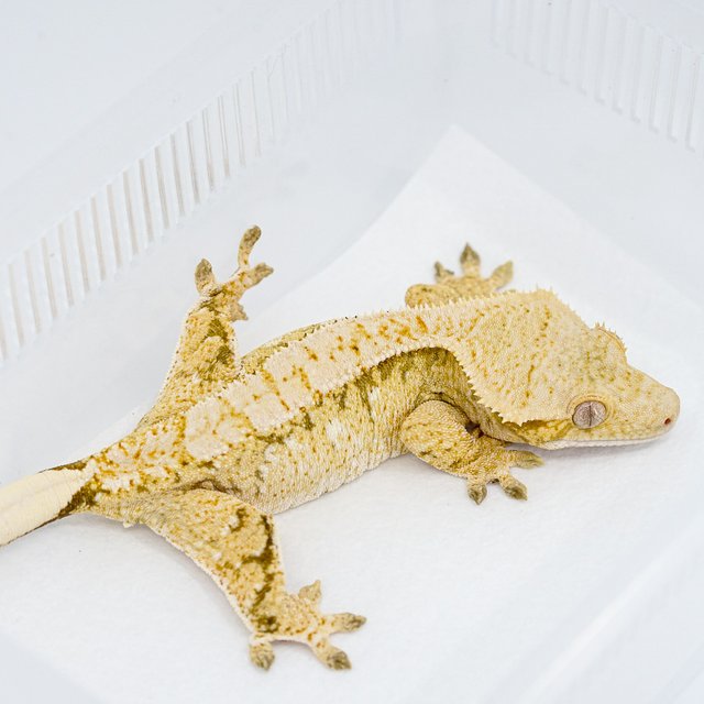 레드 트라이 익스트림할리퀸