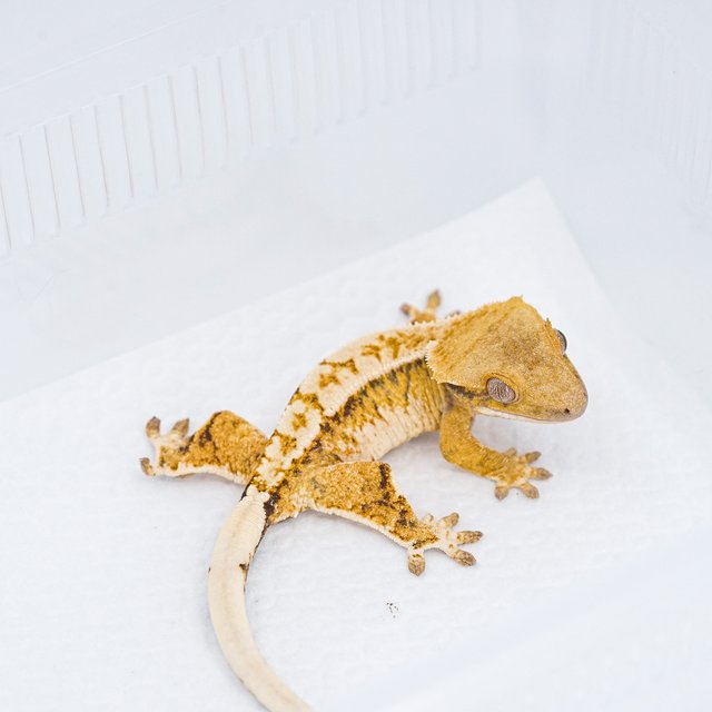 쿼드 핀스트라이프