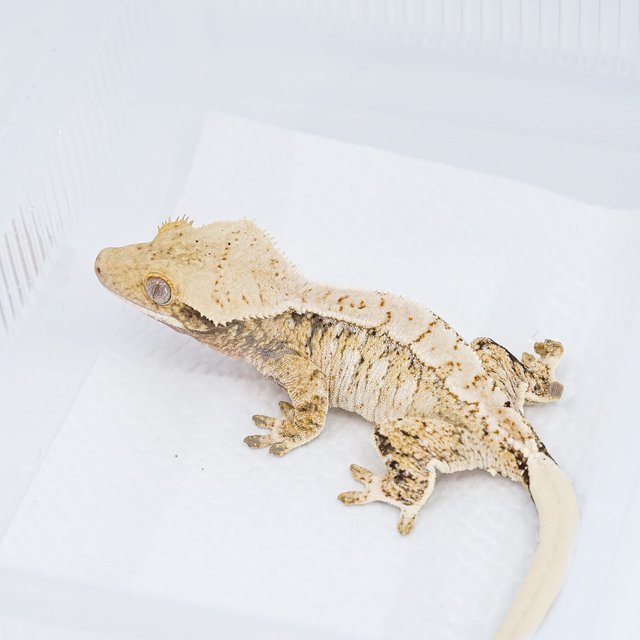 트라이 익스트림할리퀸