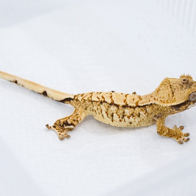 트라이 익스트림할리퀸