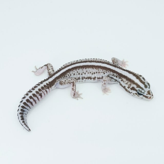 슈퍼 제로 오레오