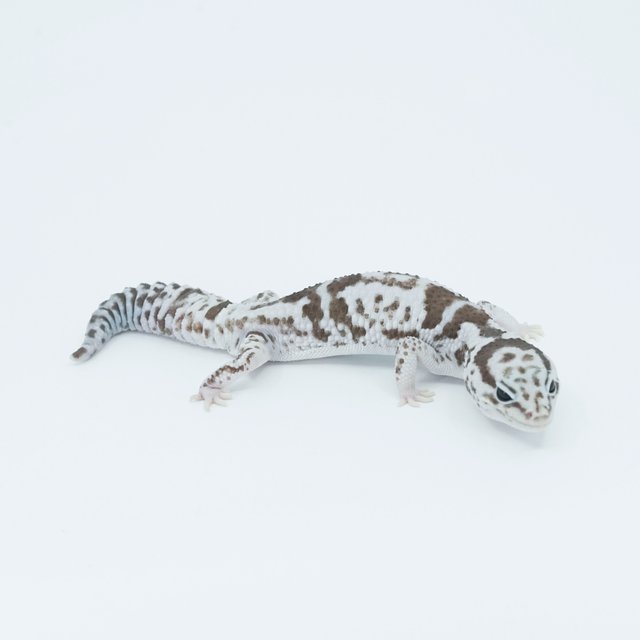 화이트아웃 오레오