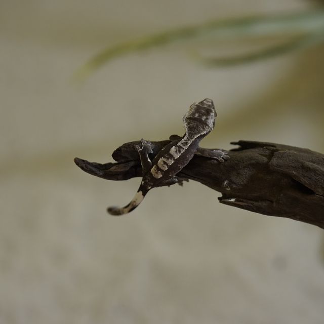 아잔틱