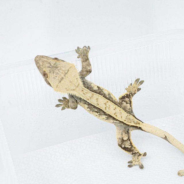 쿼드 핀스트라이프