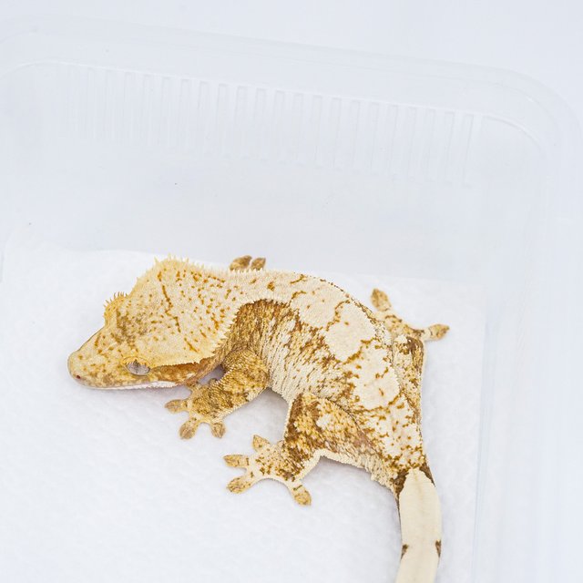 트라이 익스트림할리퀸