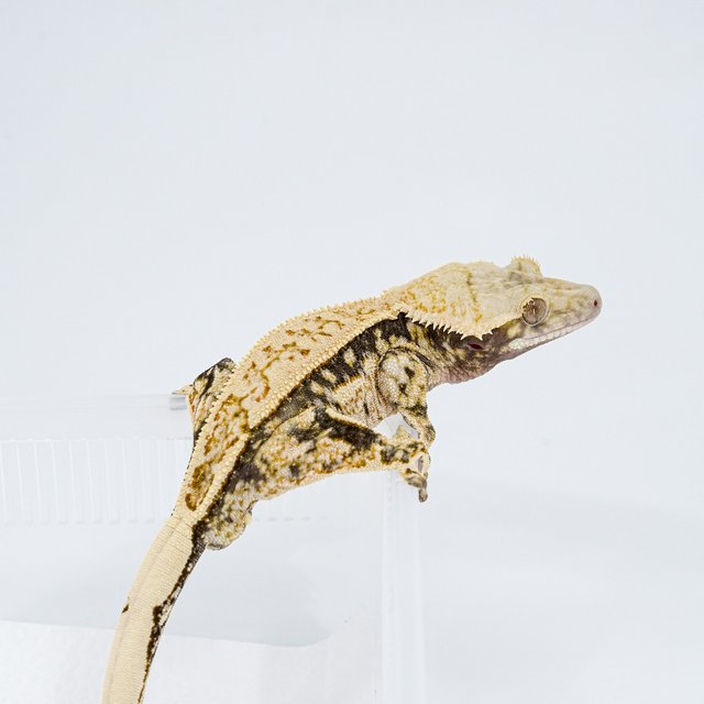 쿼드 핀스트라이프