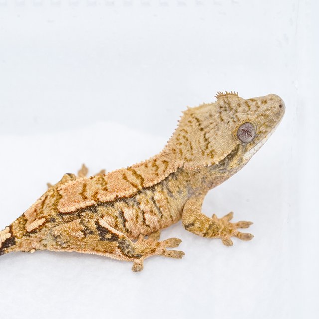 트라이 익스트림할리퀸