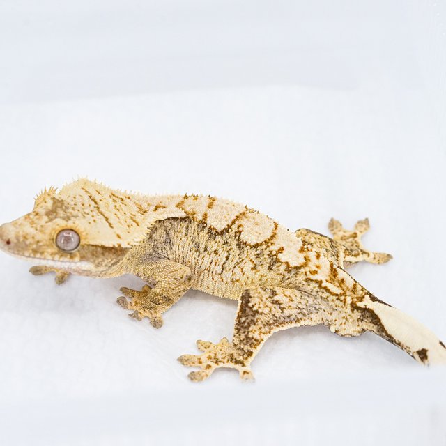 트라이 익스트림할리퀸