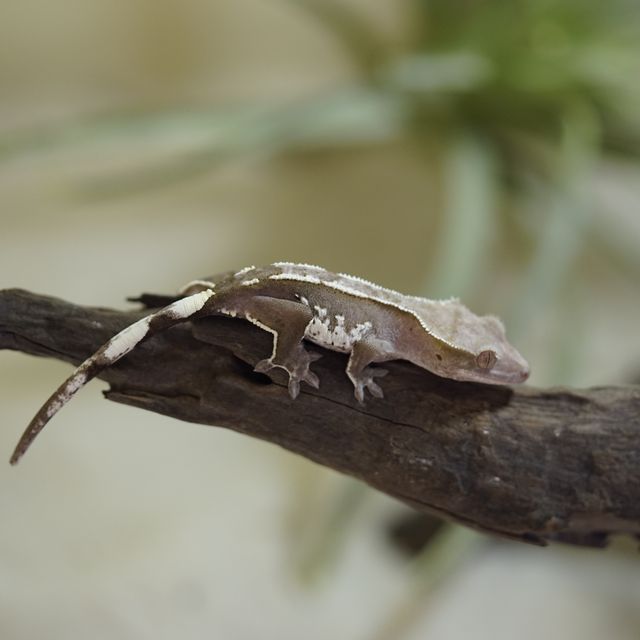 아잔틱