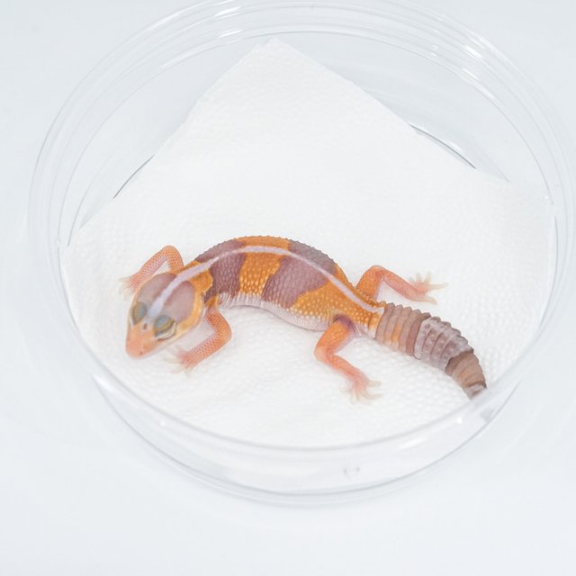 아멜라니스틱 헷 패턴리스