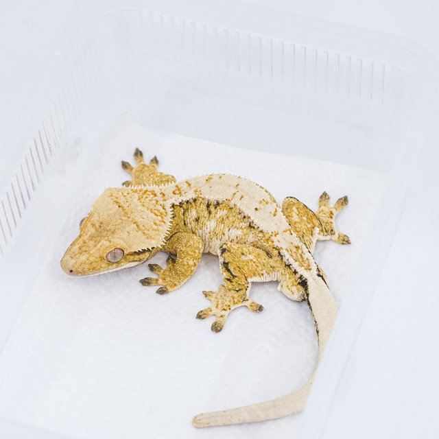 트라이 익스트림할리퀸