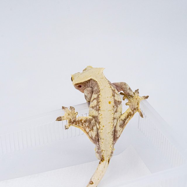 레드 화이트스팟