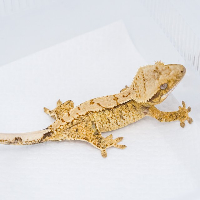 익스트림할리퀸