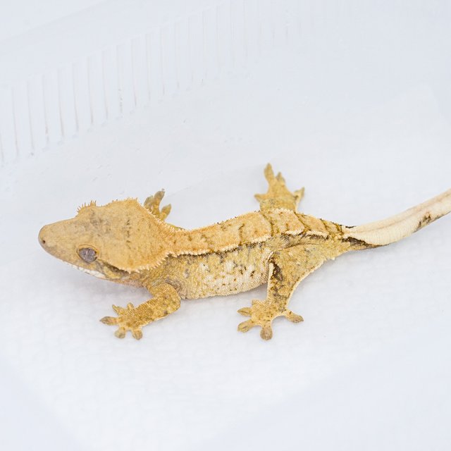 트라이 익스트림할리퀸