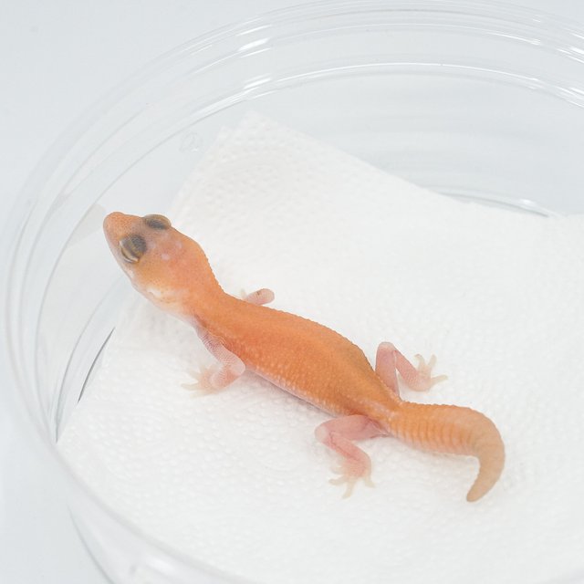 아멜라니스틱 패턴리스