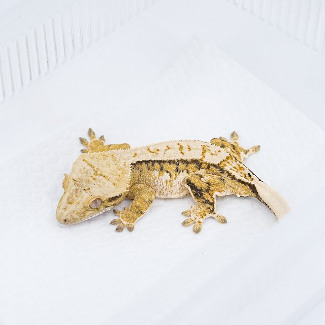 쿼드 핀스트라이프