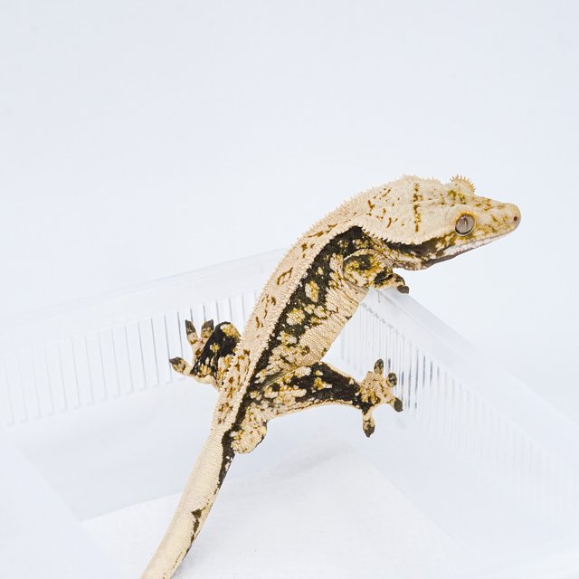 쿼드 핀스트라이프