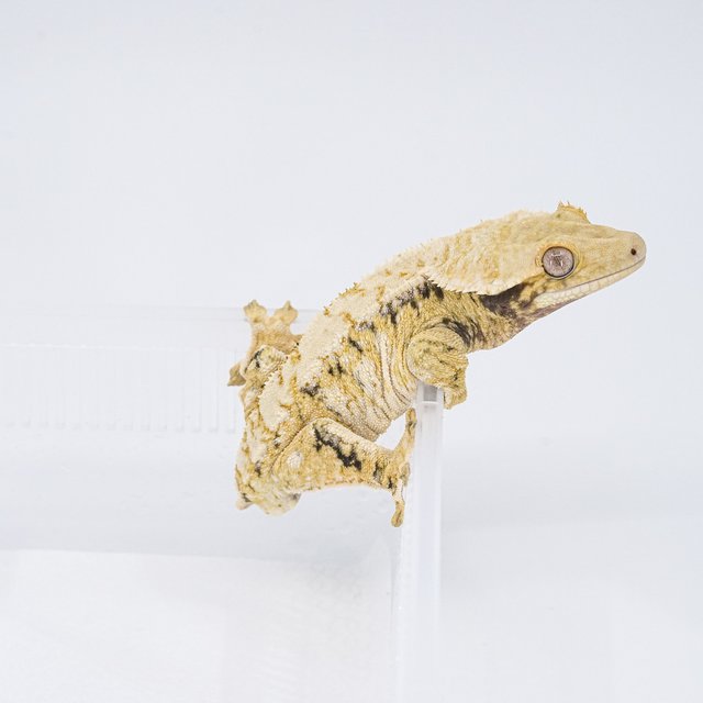 트라이 익스트림할리퀸