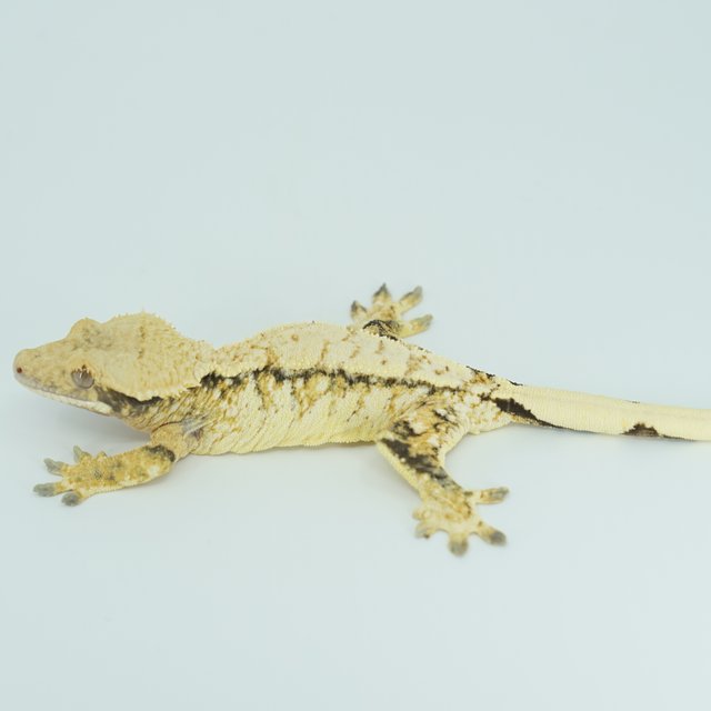 트라이 익스트림할리퀸