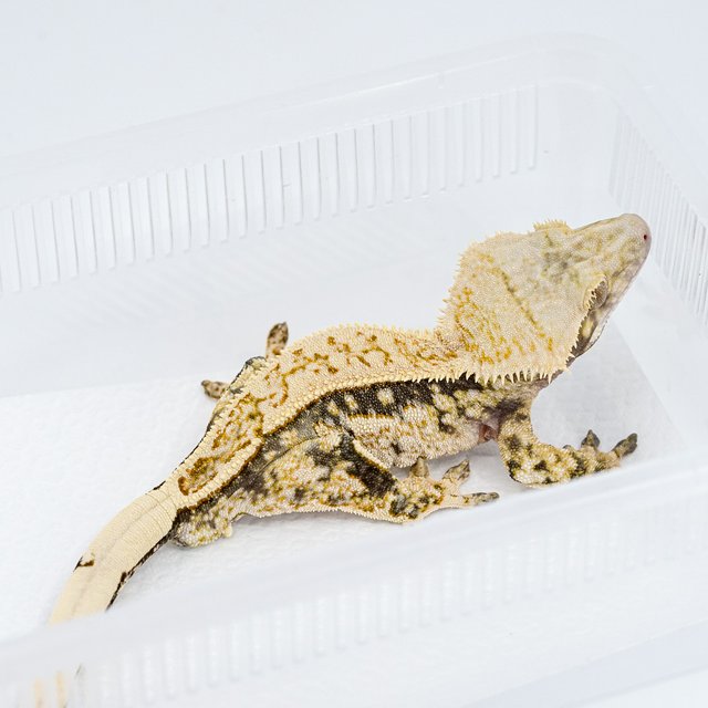 쿼드 핀스트라이프