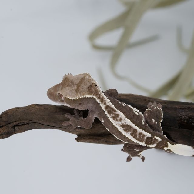 아잔틱
