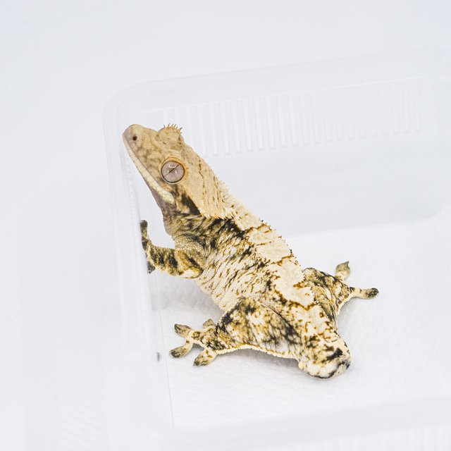 트라이 익스트림할리퀸