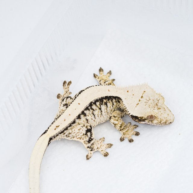 트라이 익스트림할리퀸