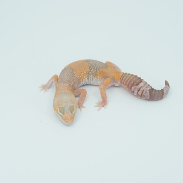 아멜라니스틱 헷 줄루