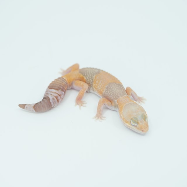 아멜라니스틱 헷 줄루