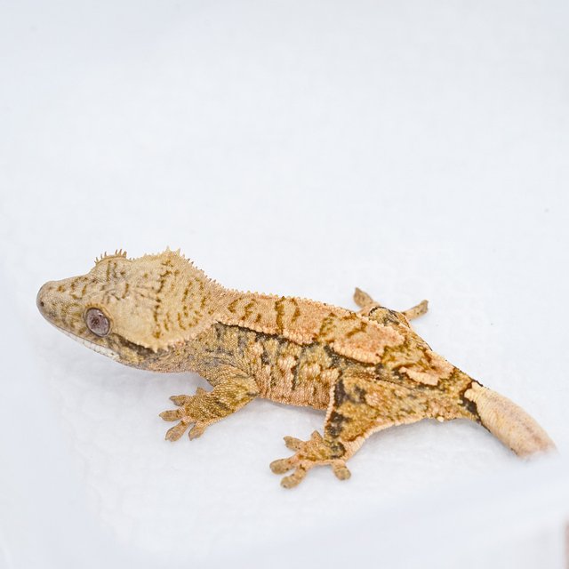 트라이 익스트림할리퀸