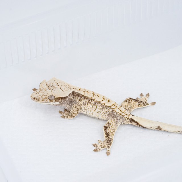 익스트림할리퀸