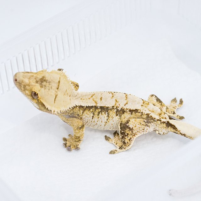 트라이 익스트림할리퀸