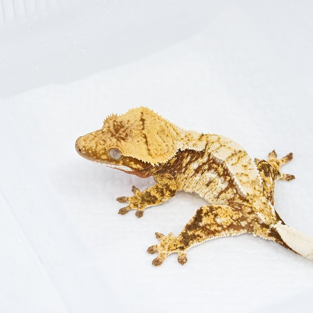 트라이 익스트림할리퀸