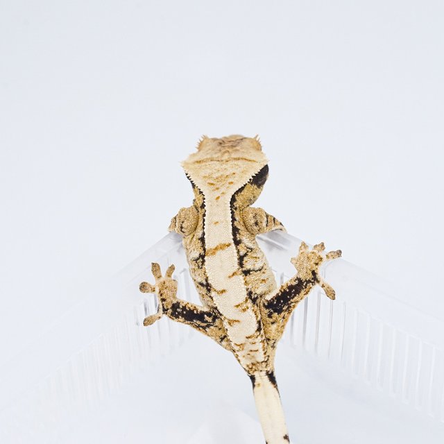 트라이 익스트림할리퀸