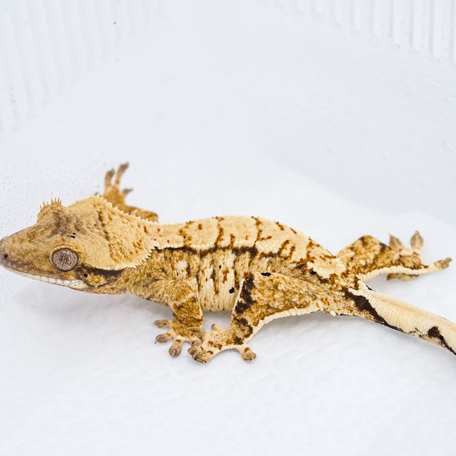 트라이 익스트림할리퀸