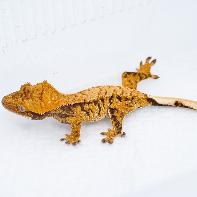 트라이 익스트림할리퀸