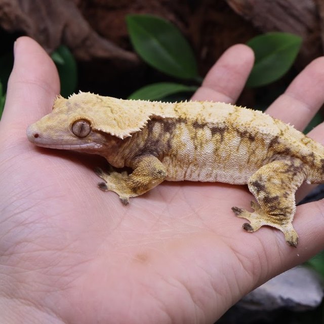 트라이 익스트림할리퀸