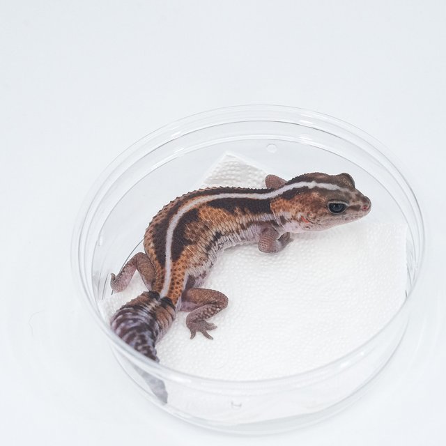 제로 헷 아멜라니스틱