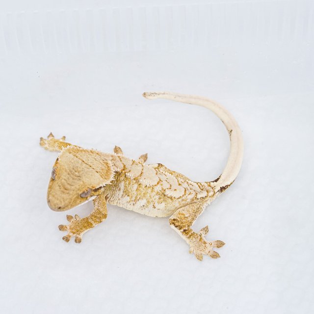 트라이 익스트림할리퀸